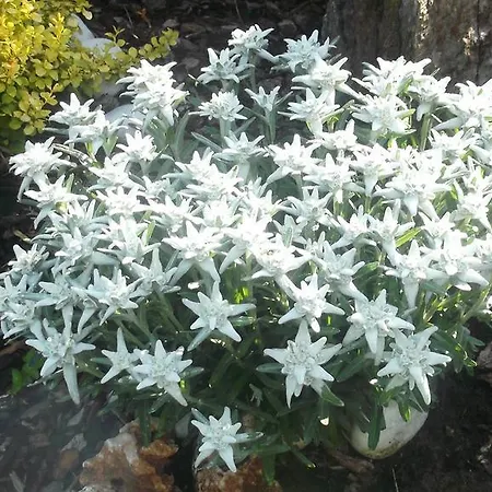 Garni Il Giglio 3*